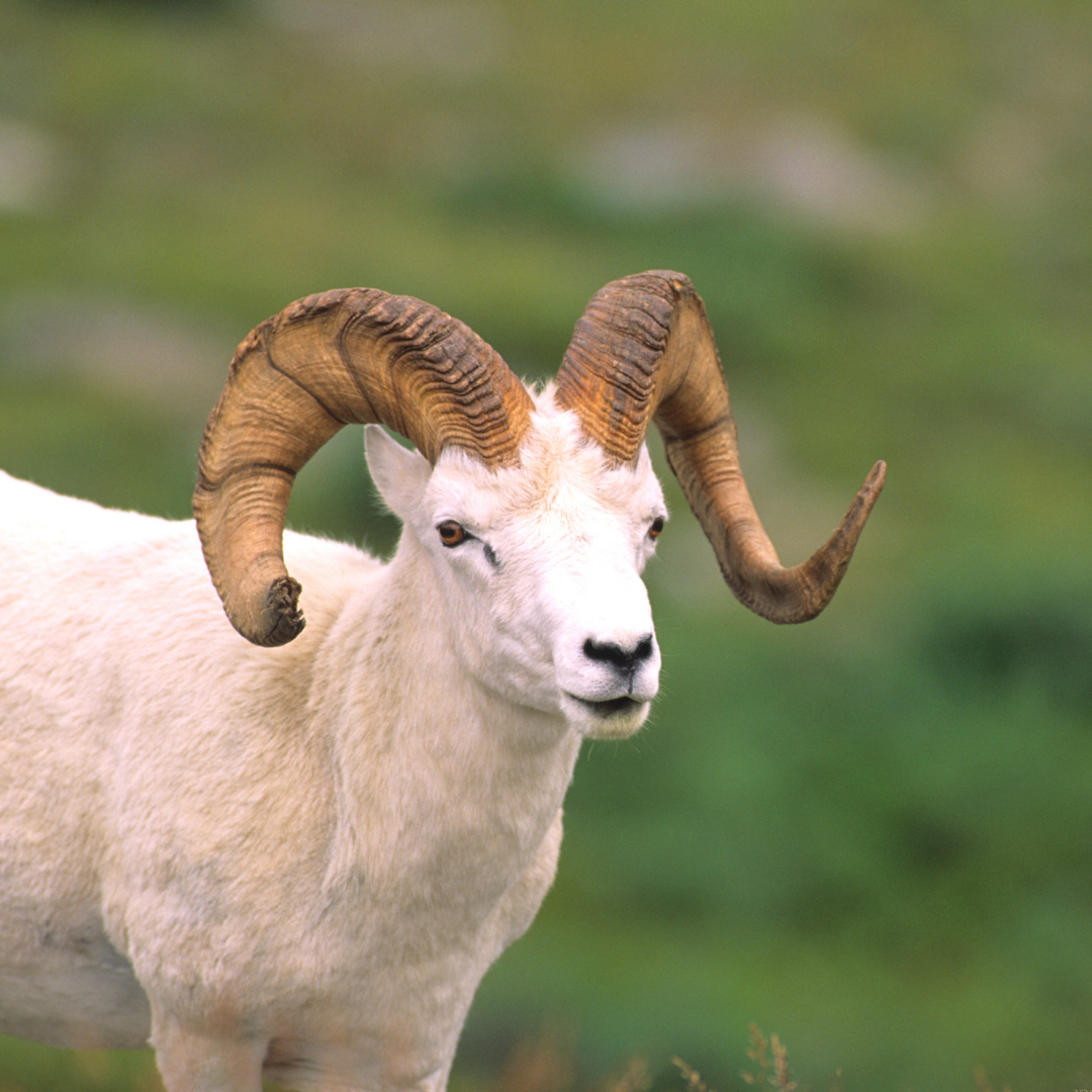 Küçükbaş
