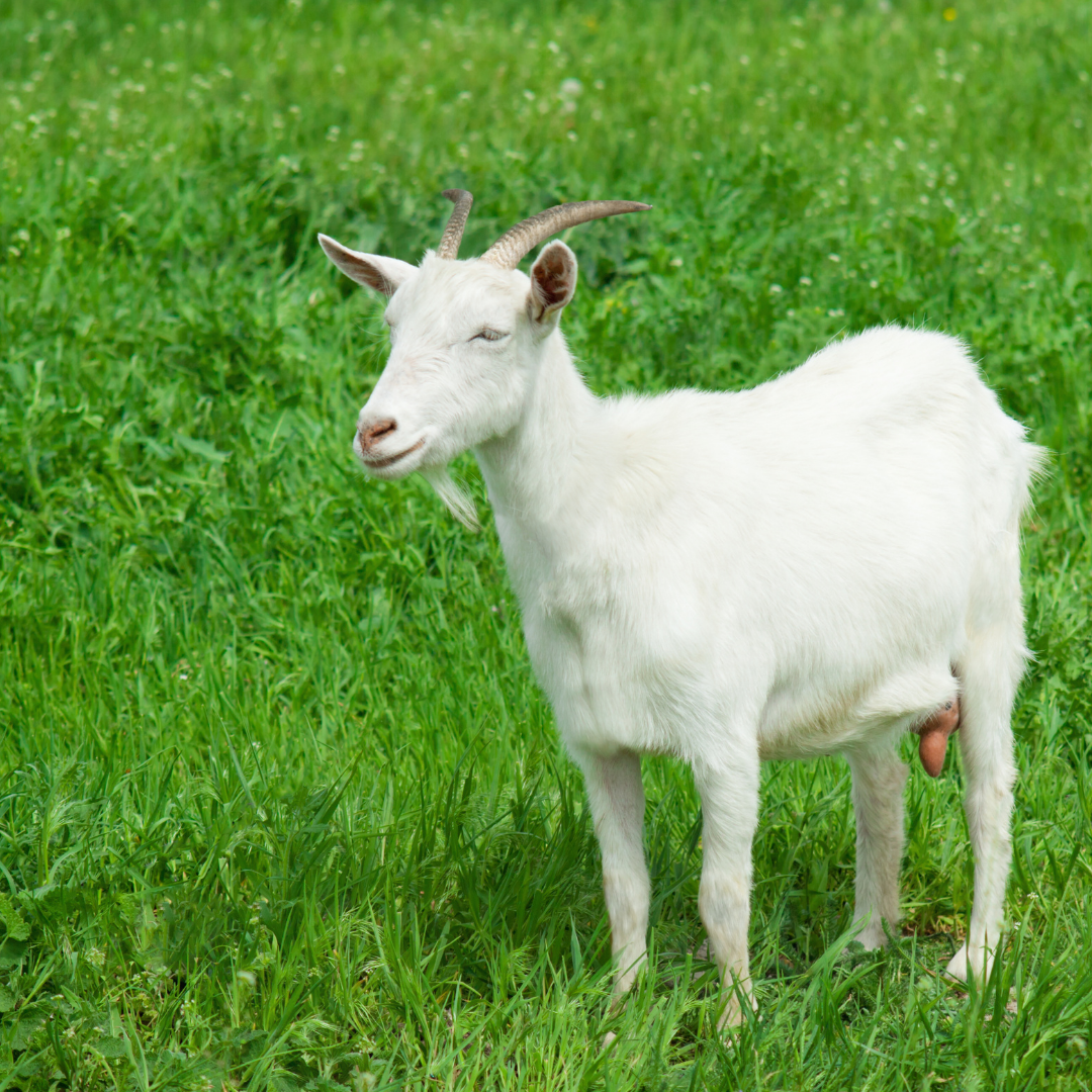 Keçi Kurbanı + 50 Kişilik