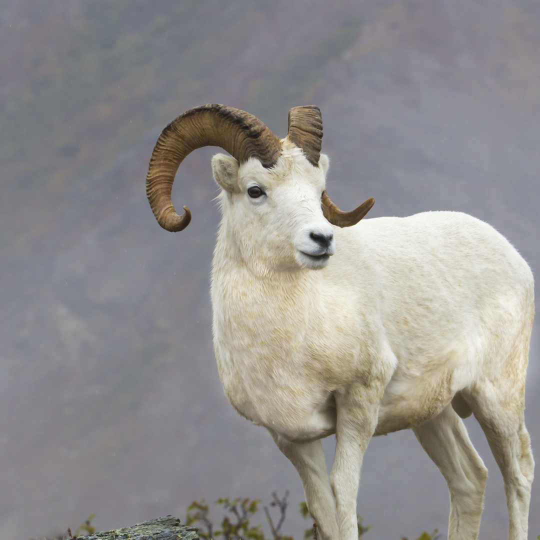 Koç Kurbanı + 50 Kişilik